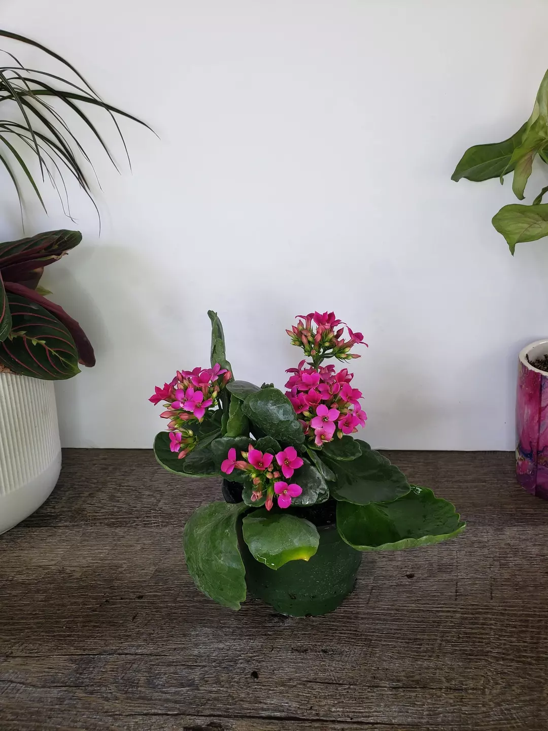 🌸 Blooming Kalanchoe Plant 4.5" Pot | Flaming Katy  thumbnail
