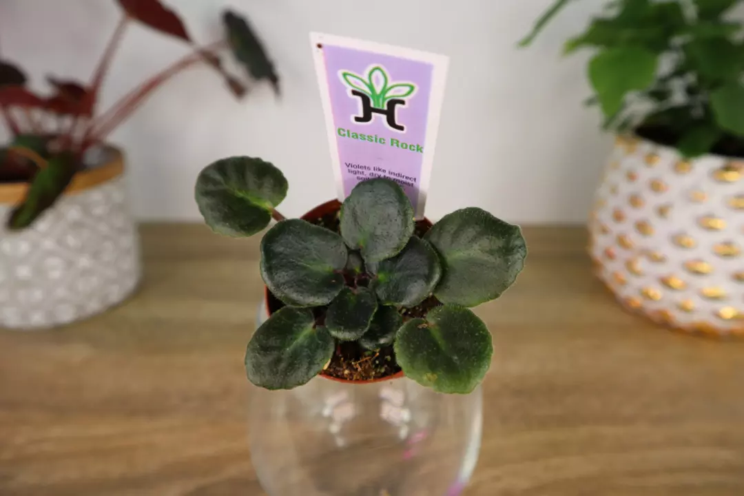 🌸 Mini African Violet ‘Classic Rock’ | 2" Pot | Live Miniature Plant | Collecto thumbnail