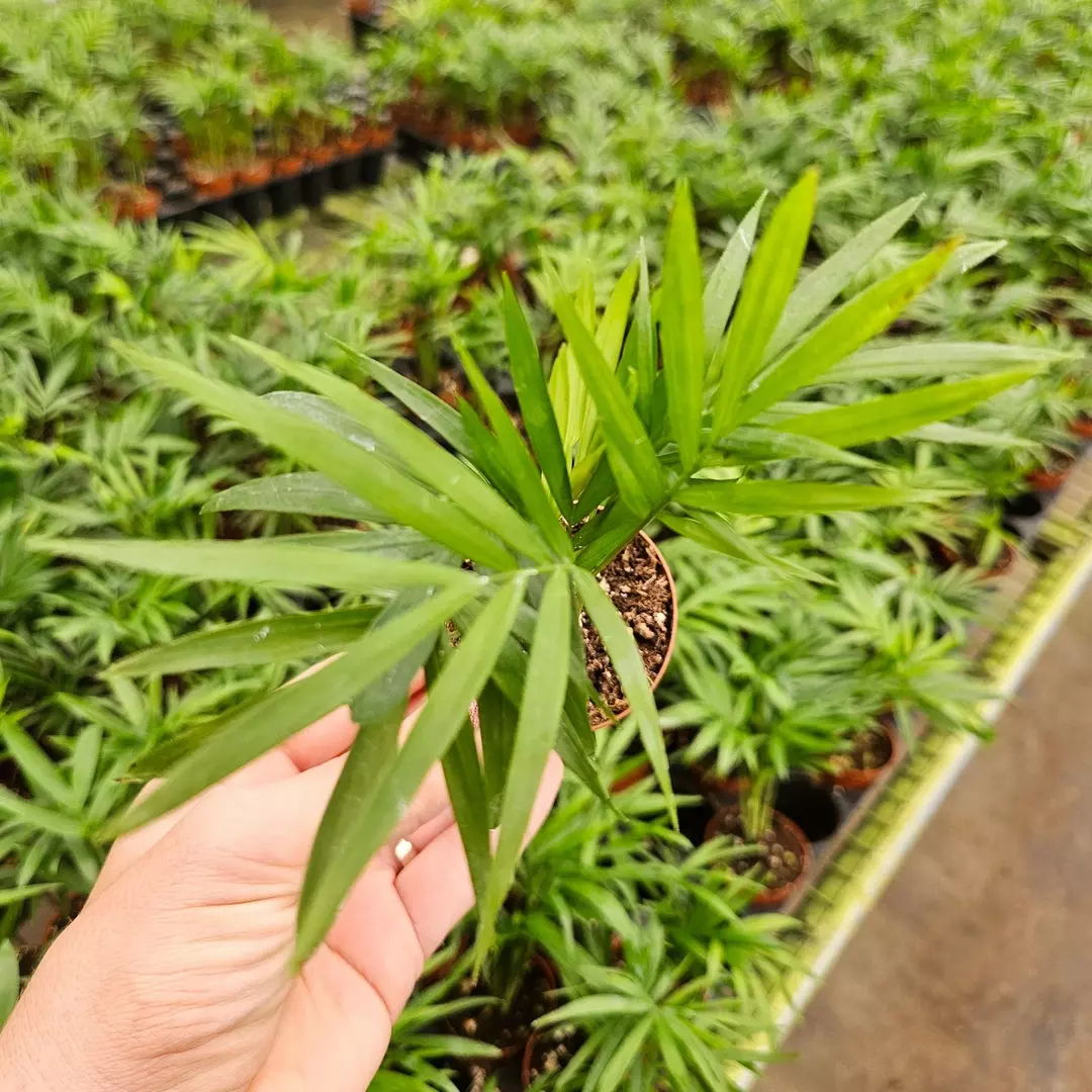 🌿 Parlor Palm | 2" Mini Pot | Live Houseplant | Easy Care & Pet Friendly ✨ thumbnail