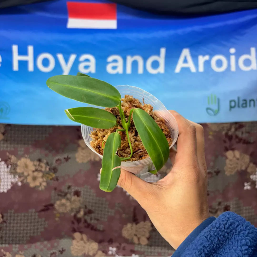 g148 Anthurium Warocqueanum Little thumbnail