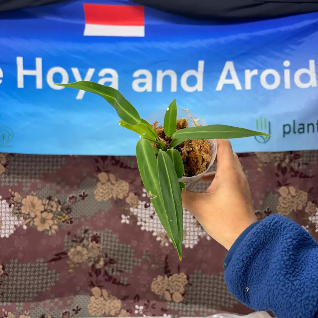 g146 Anthurium Warocqueanum Little thumbnail