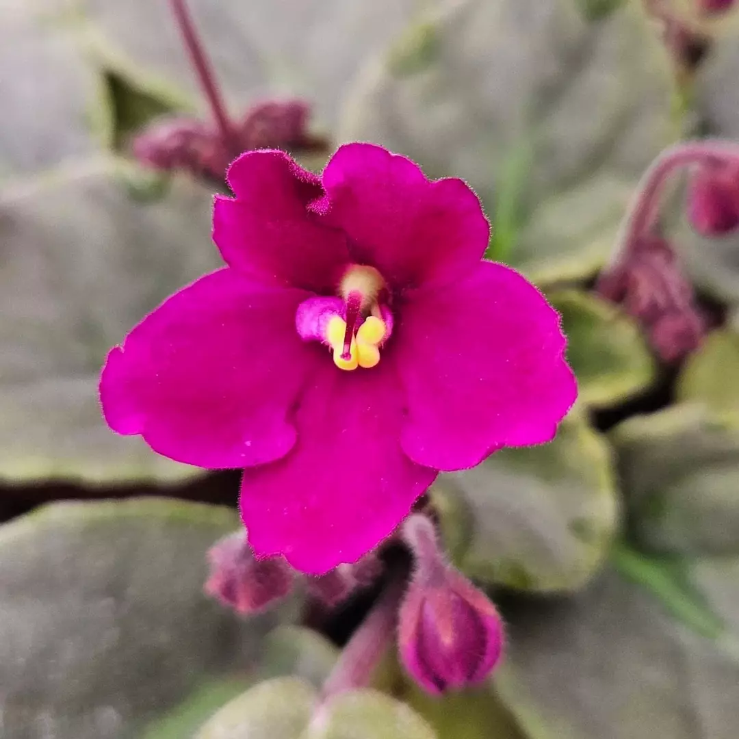 🌸 Blooming African Violet | 4.5" Pot | Live Flowering Plant | Mixed Colors 🎨✨ thumbnail