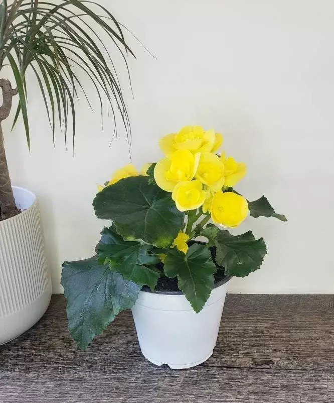 🌸 Blooming Rieger Begonia | 5" Pot | Tuberous Begonia | Live Flowering Plant ✨ thumbnail