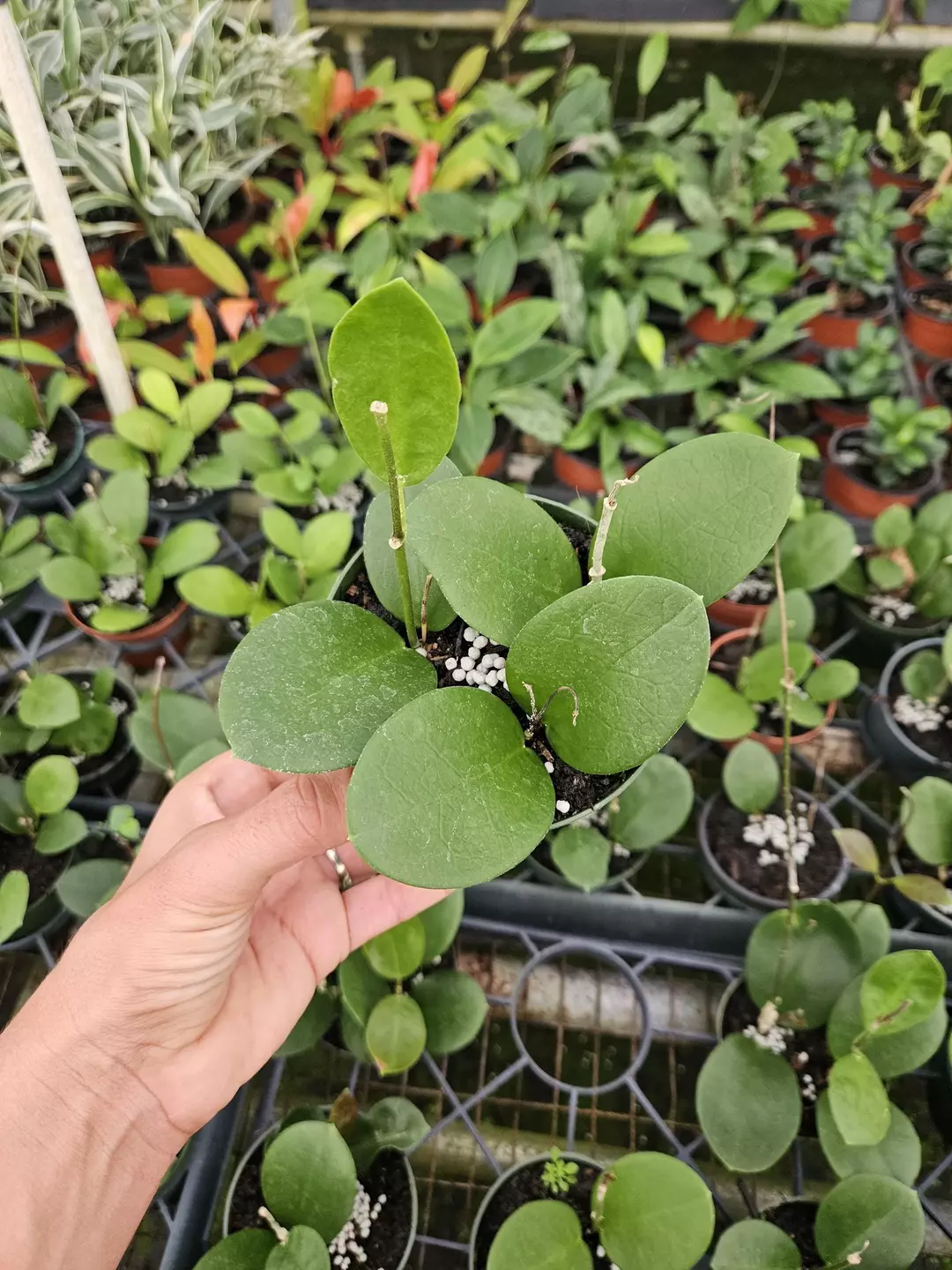 🌿 Hoya Obovata | 4" Pot | Thick Round Leaves | Easy Care Trailing Plant ✨ thumbnail