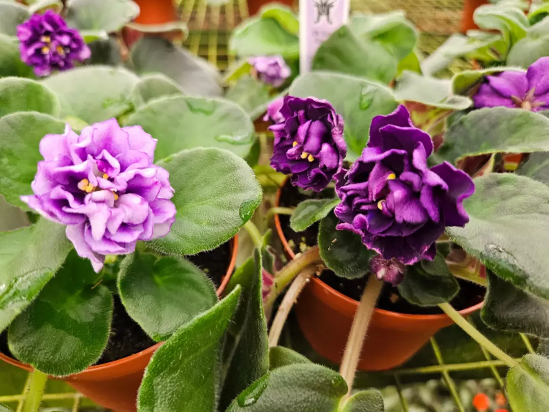 🌸 EK Gray Ocean African Violet | 4" Pot | Starter Plant | Rare Variety 💜✨ thumbnail