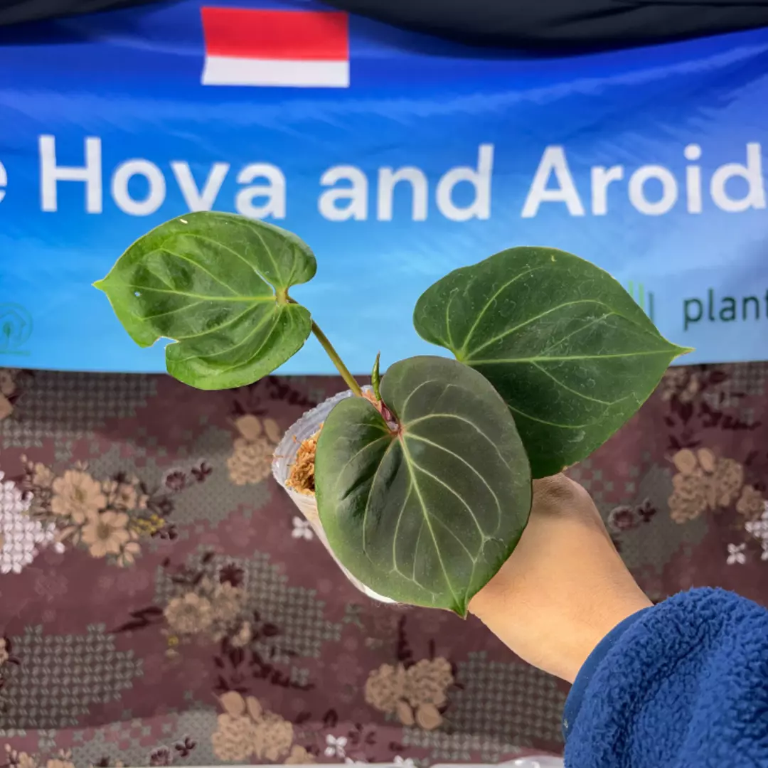 g131 Anthurium King of spades thumbnail