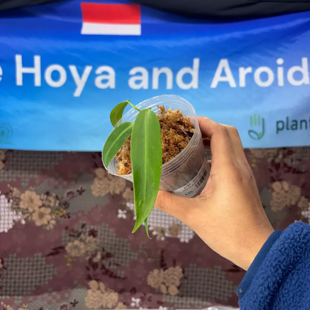 g145 Anthurium Warocqueanum Little thumbnail