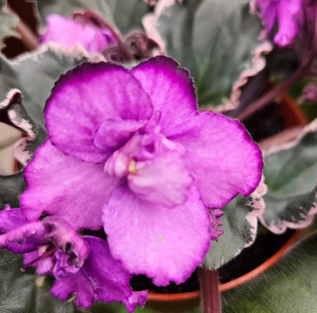 🌸 Apache Bow African Violet | 4" Pot | Starter Plant | Collector Variety 💜✨ thumbnail