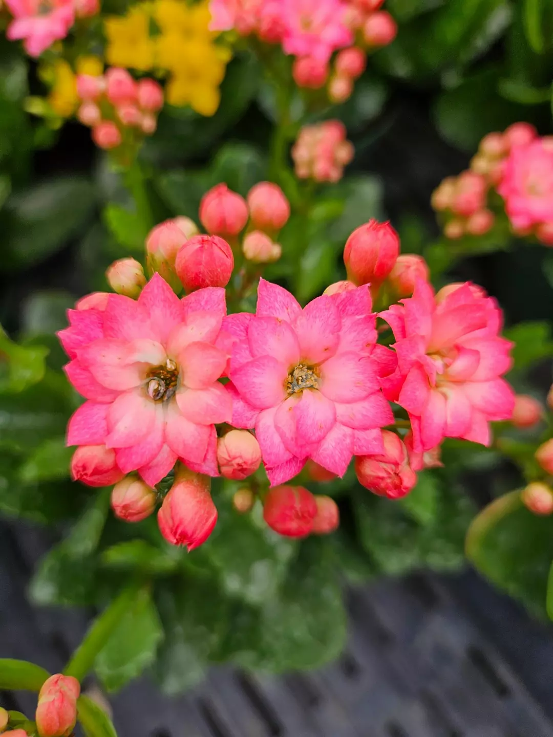 🌸 Blooming Calandiva (Flaming Katy) | 4.5" Pot | Easy Care Succulent 🌿✨ thumbnail