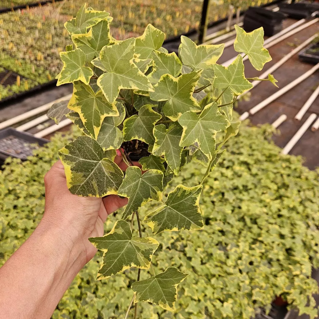 🌿 English Ivy ‘Goldchild’ | 4" Pot | Variegated Hedera Helix | Trailing Housepl thumbnail
