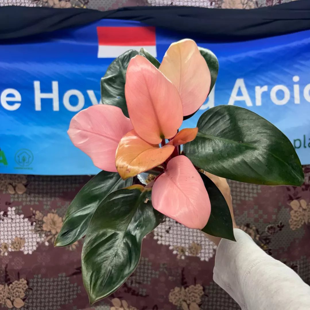 g151 Philodendron pink congo thumbnail