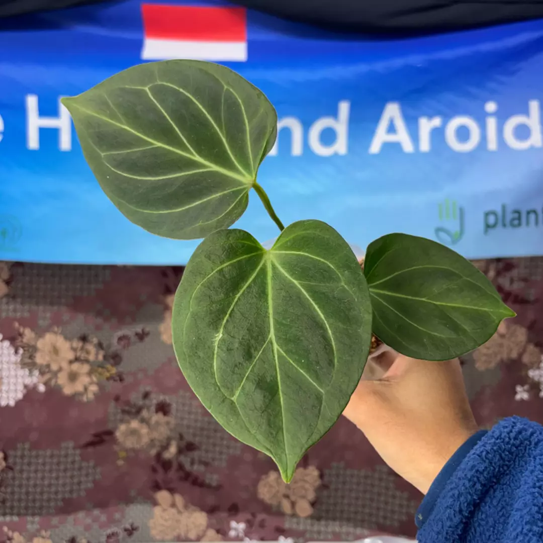 g132 Anthurium King of spades thumbnail