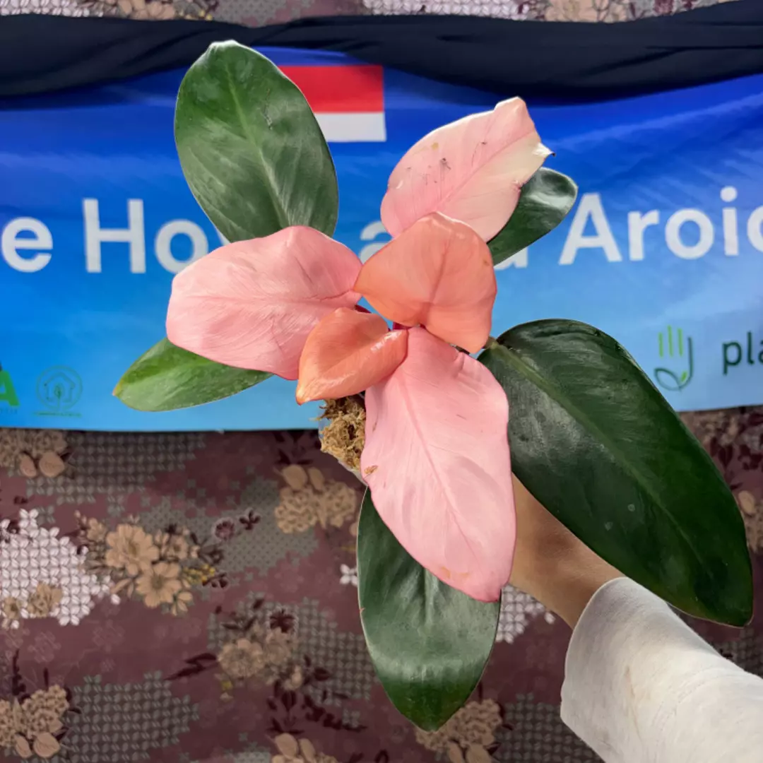 g152 Philodendron pink congo thumbnail