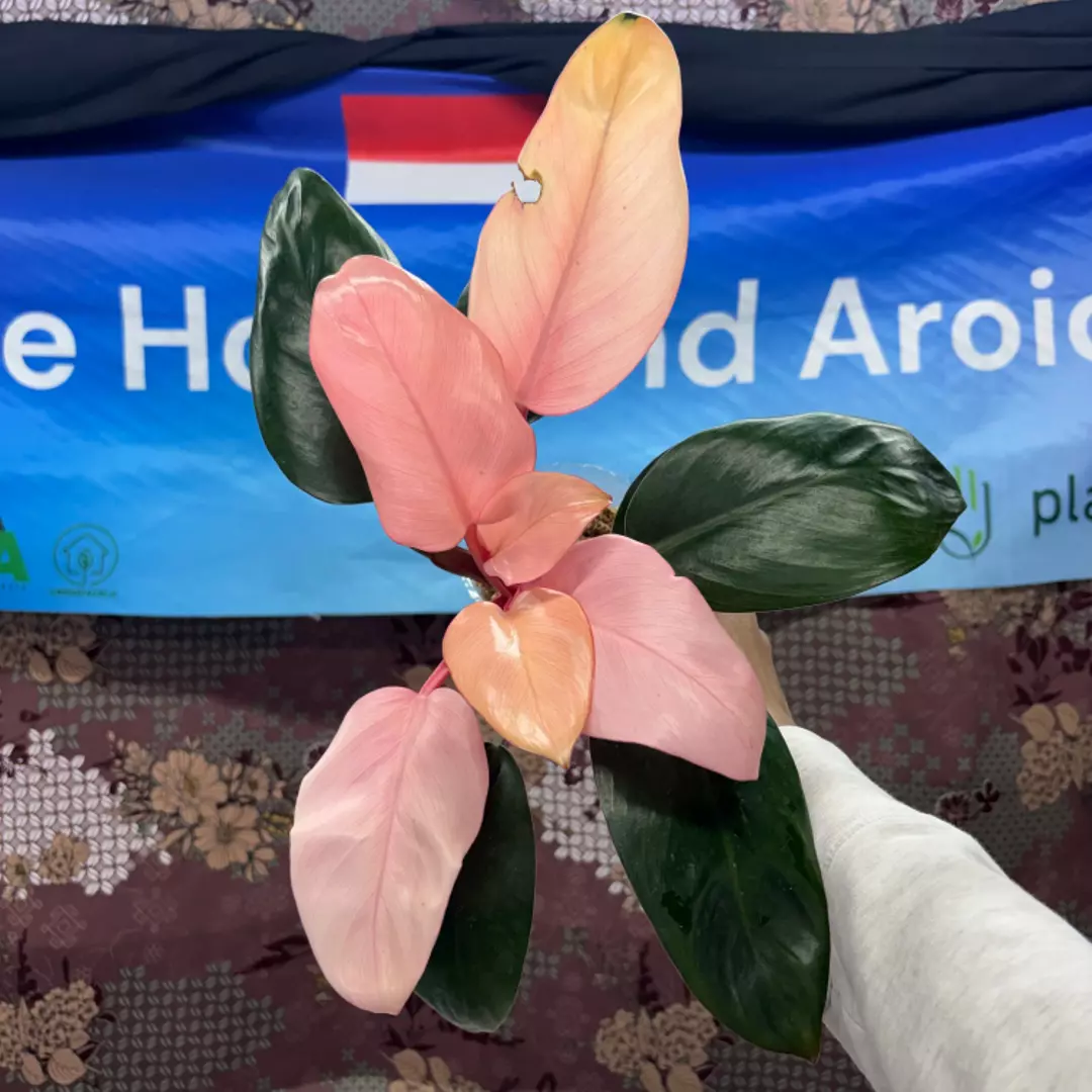 g150 Philodendron pink congo thumbnail