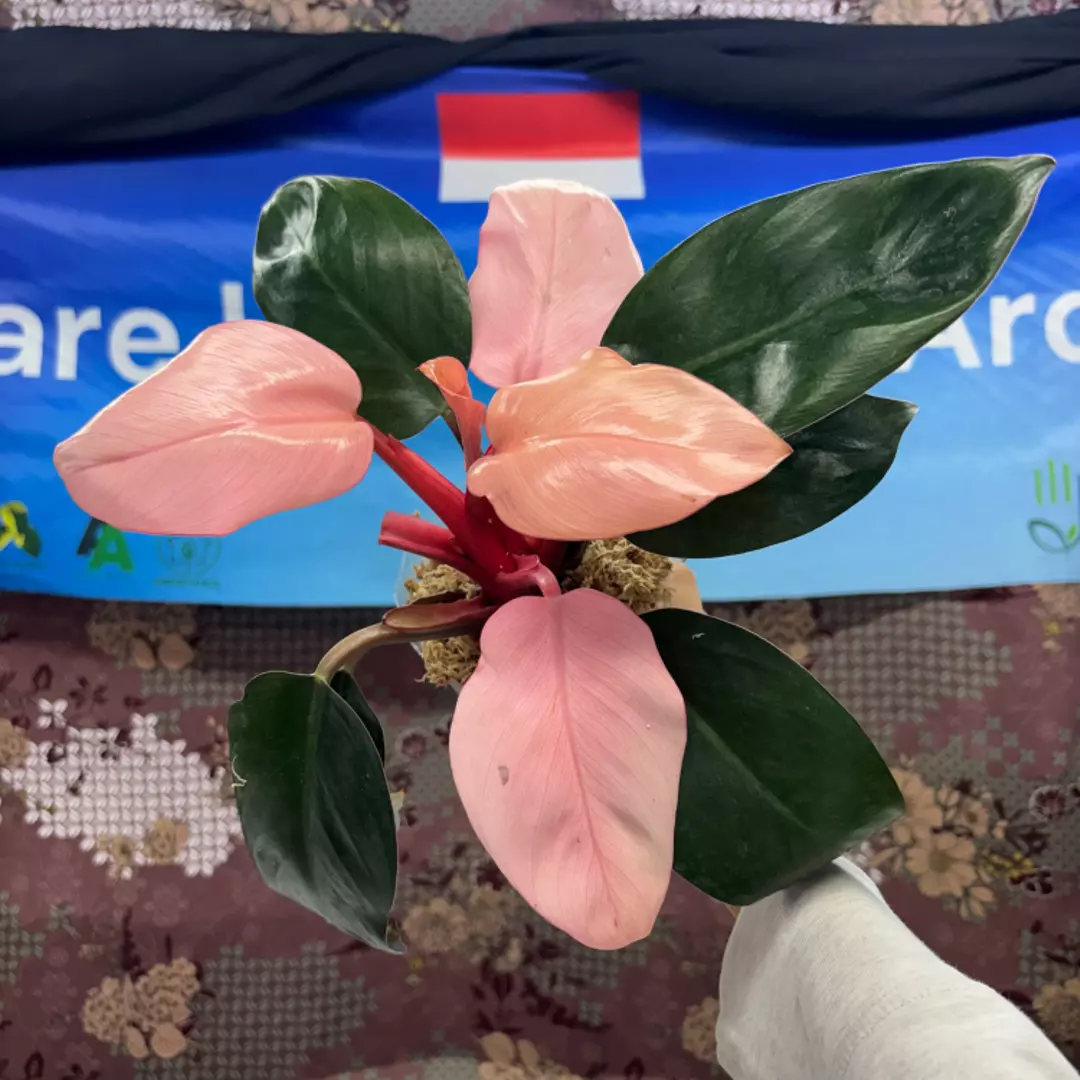 g149 Philodendron pink congo thumbnail