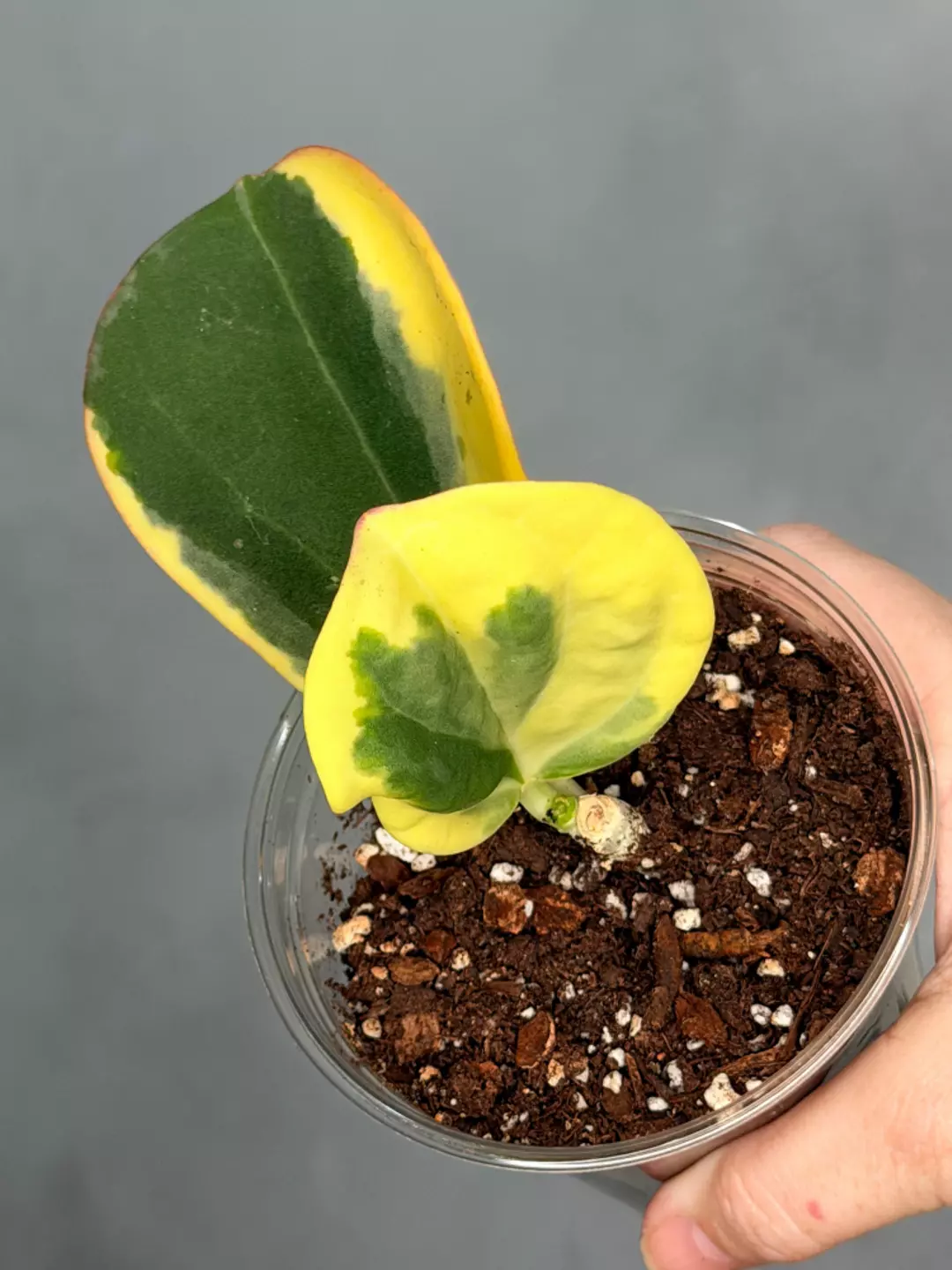 Hoya subquintuplinervis (outer variegated) thumbnail