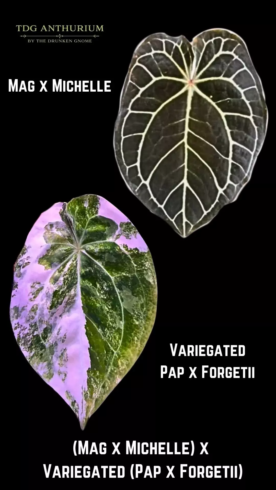 Seedling - (Mag x Michelle) x Variegated (Pap x Forgetii) Anthurium  thumbnail