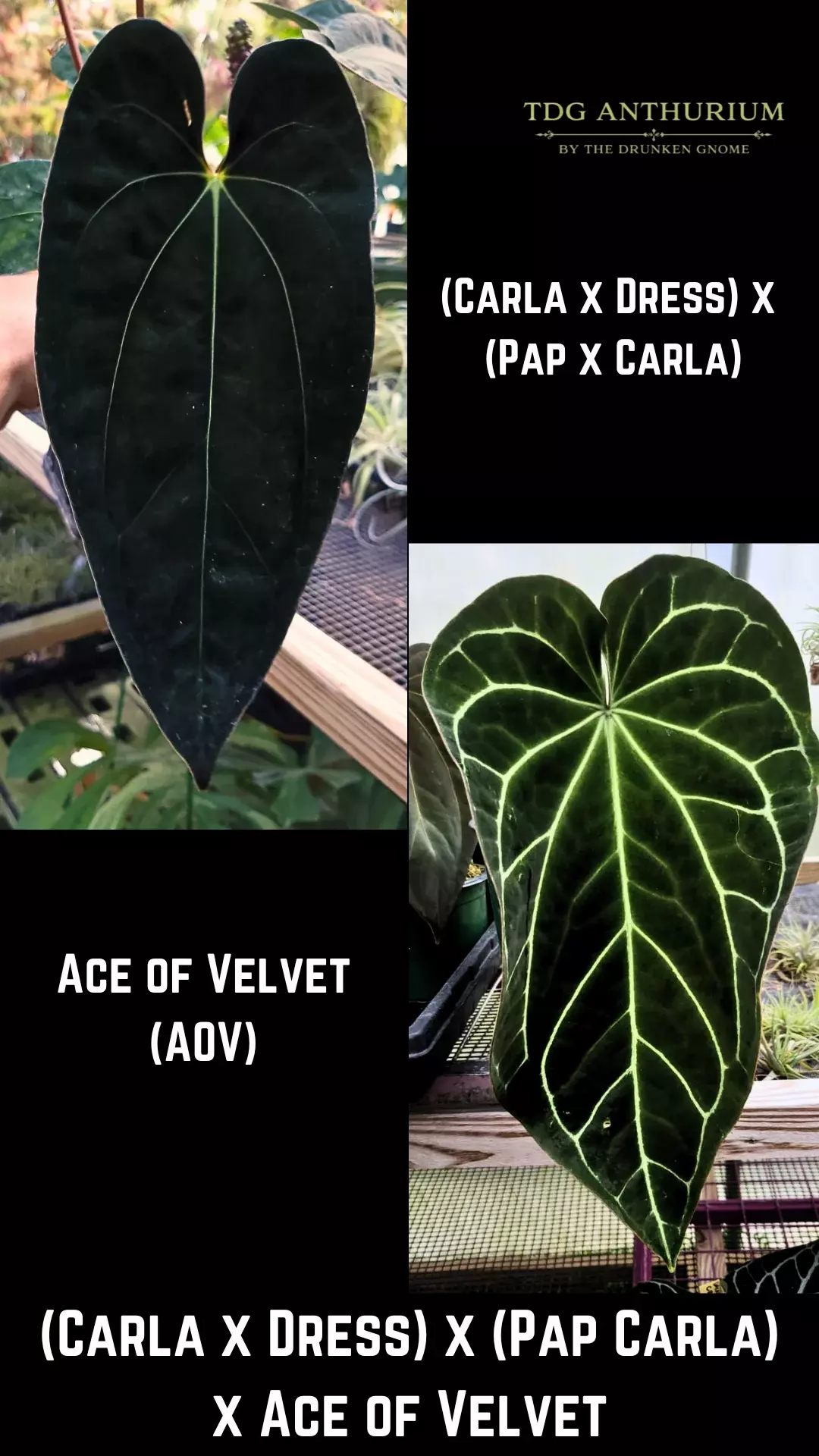 Seedling - (Carla x Dress) x (Pap Carla) x Ace of Velvet Anthurium thumbnail