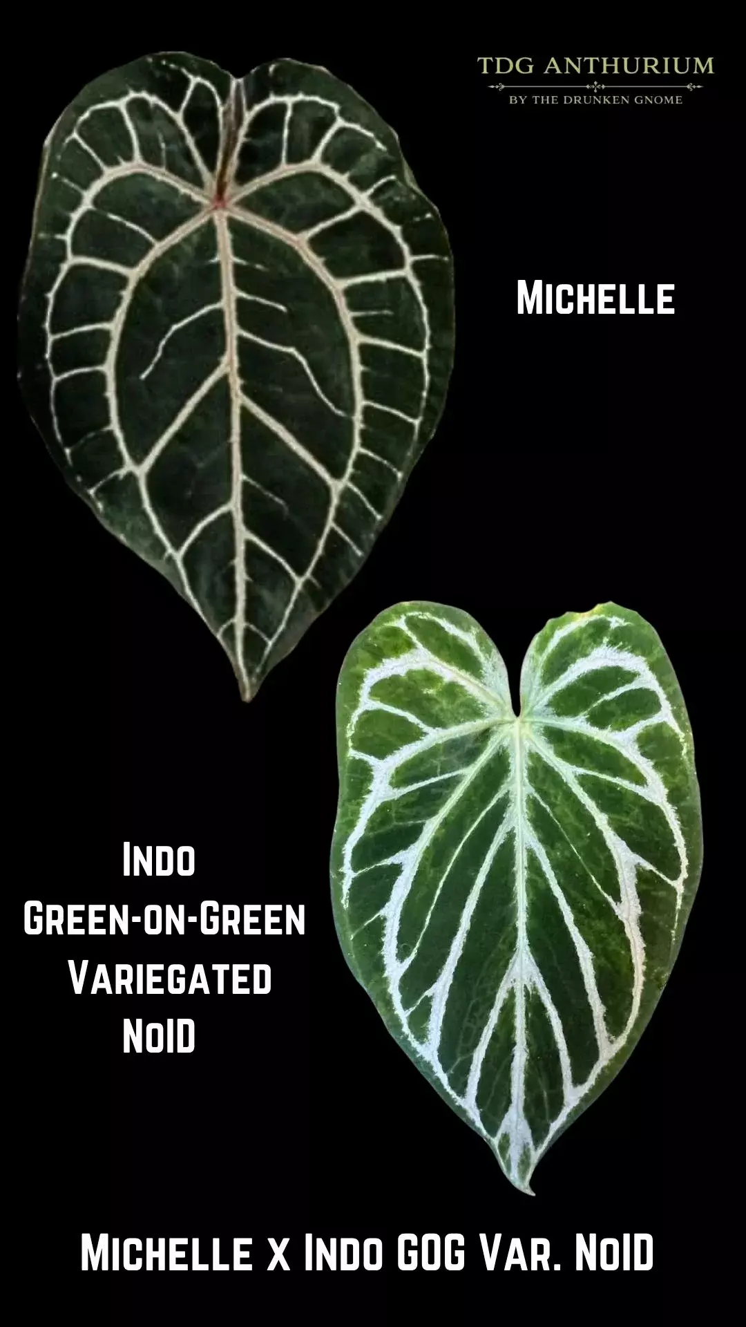 Seedling - Michelle x Indo Green on Green Variegated NoID Anthurium thumbnail