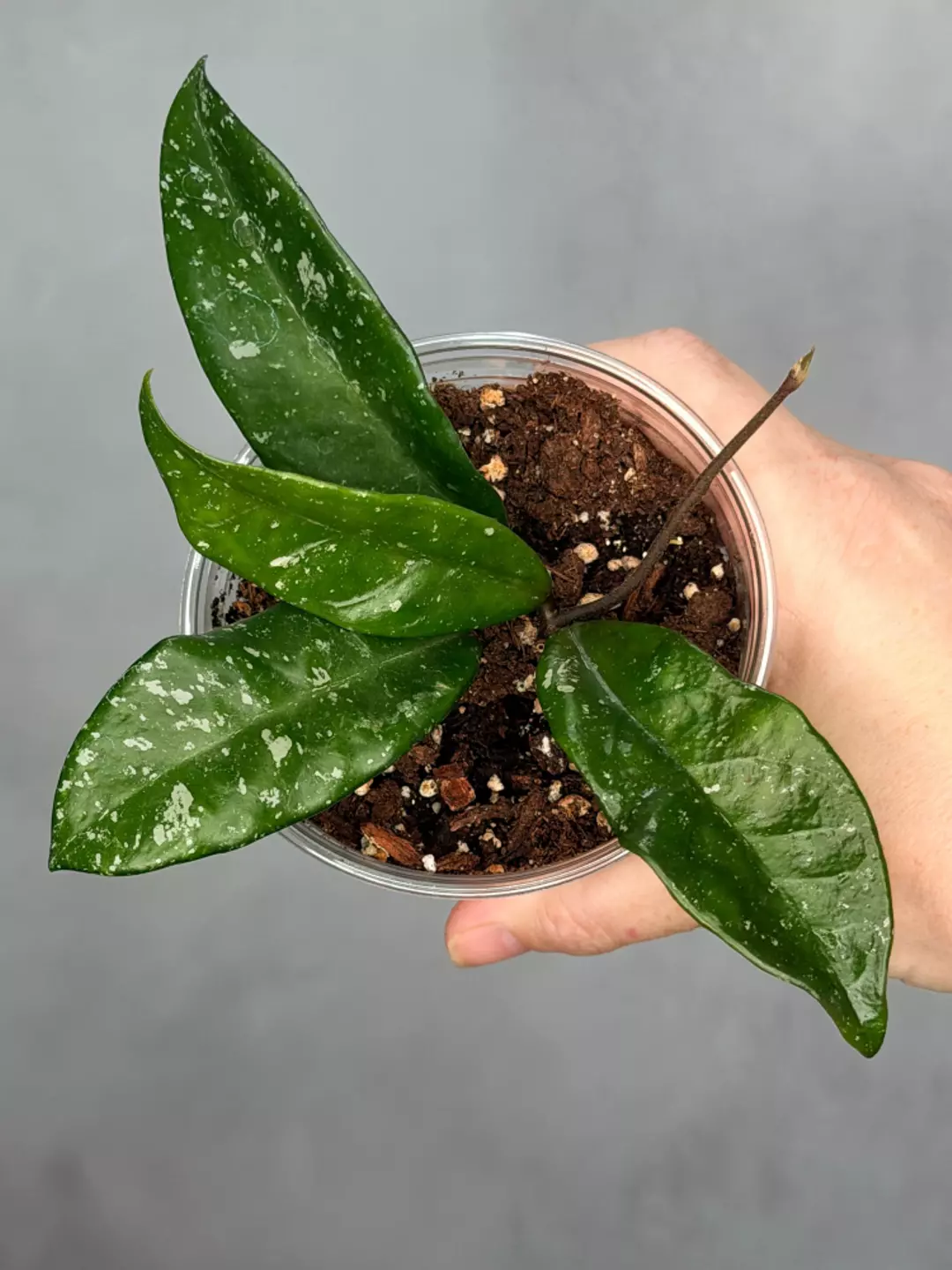 Hoya 'Heidi' thumbnail