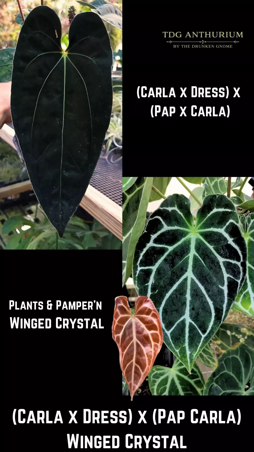 Seedling - (Carla x Dress) x (Pap Carla) Winged Crystal Anthurium thumbnail