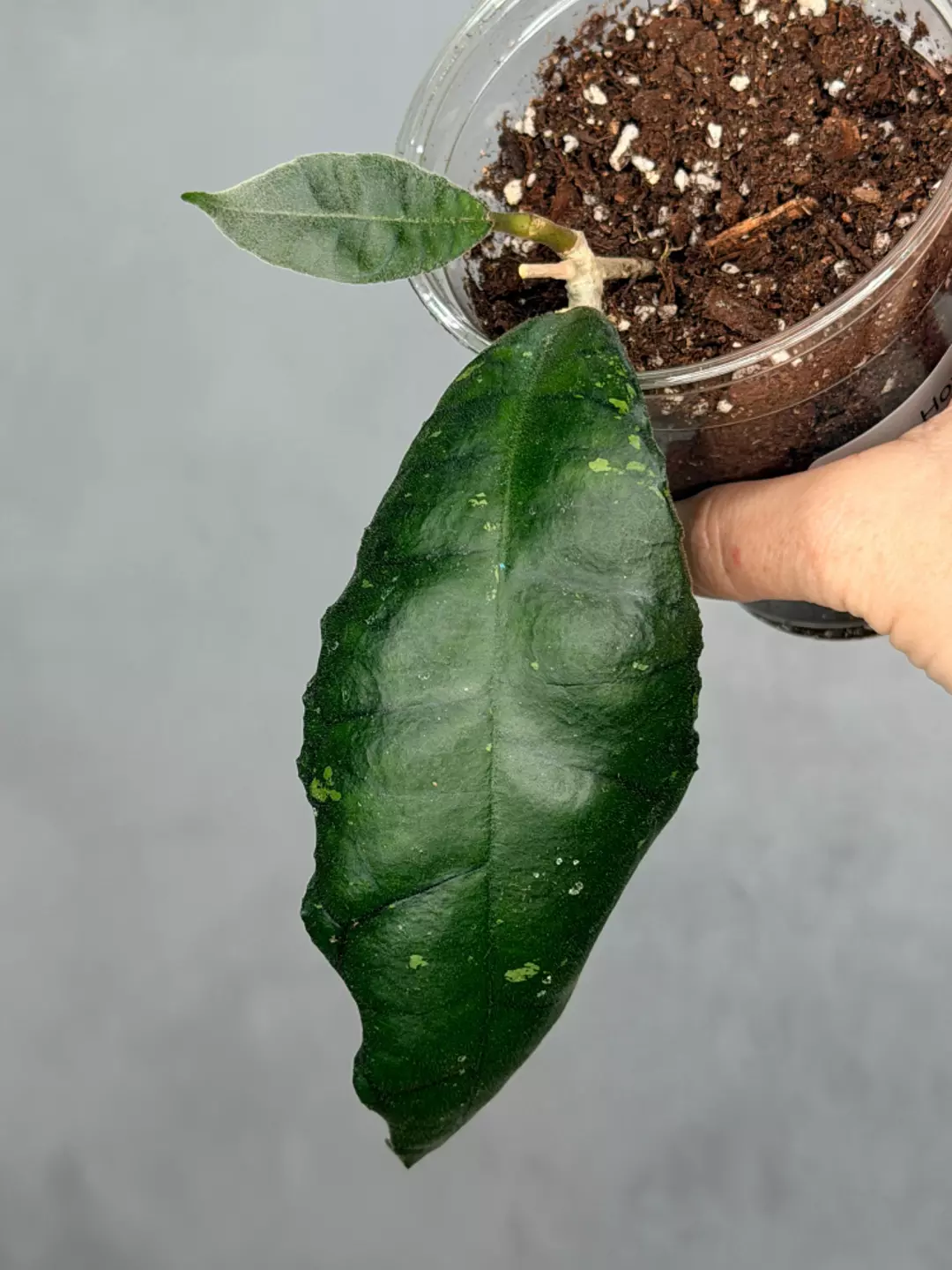 Hoya sp. Nong Nooch thumbnail
