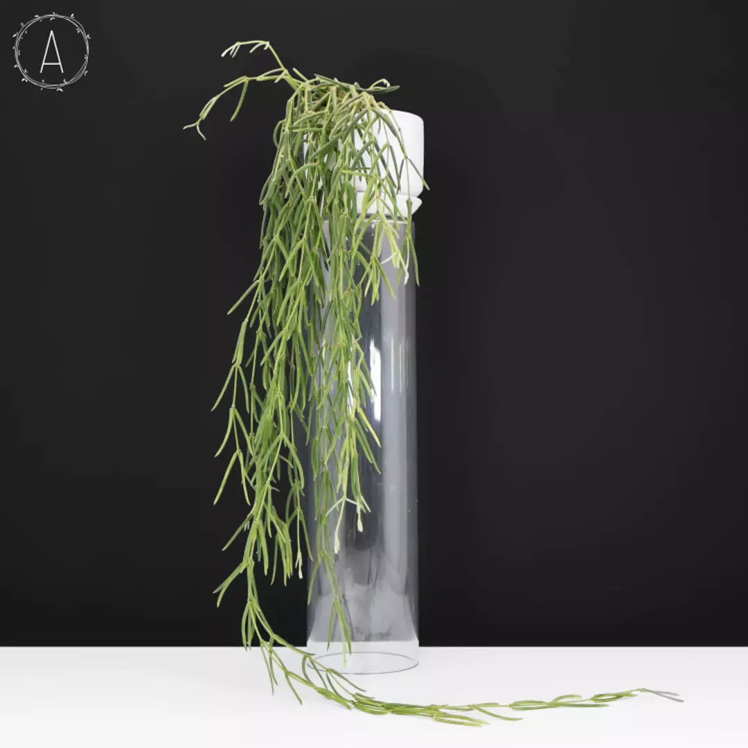 Hoya Linearis thumbnail