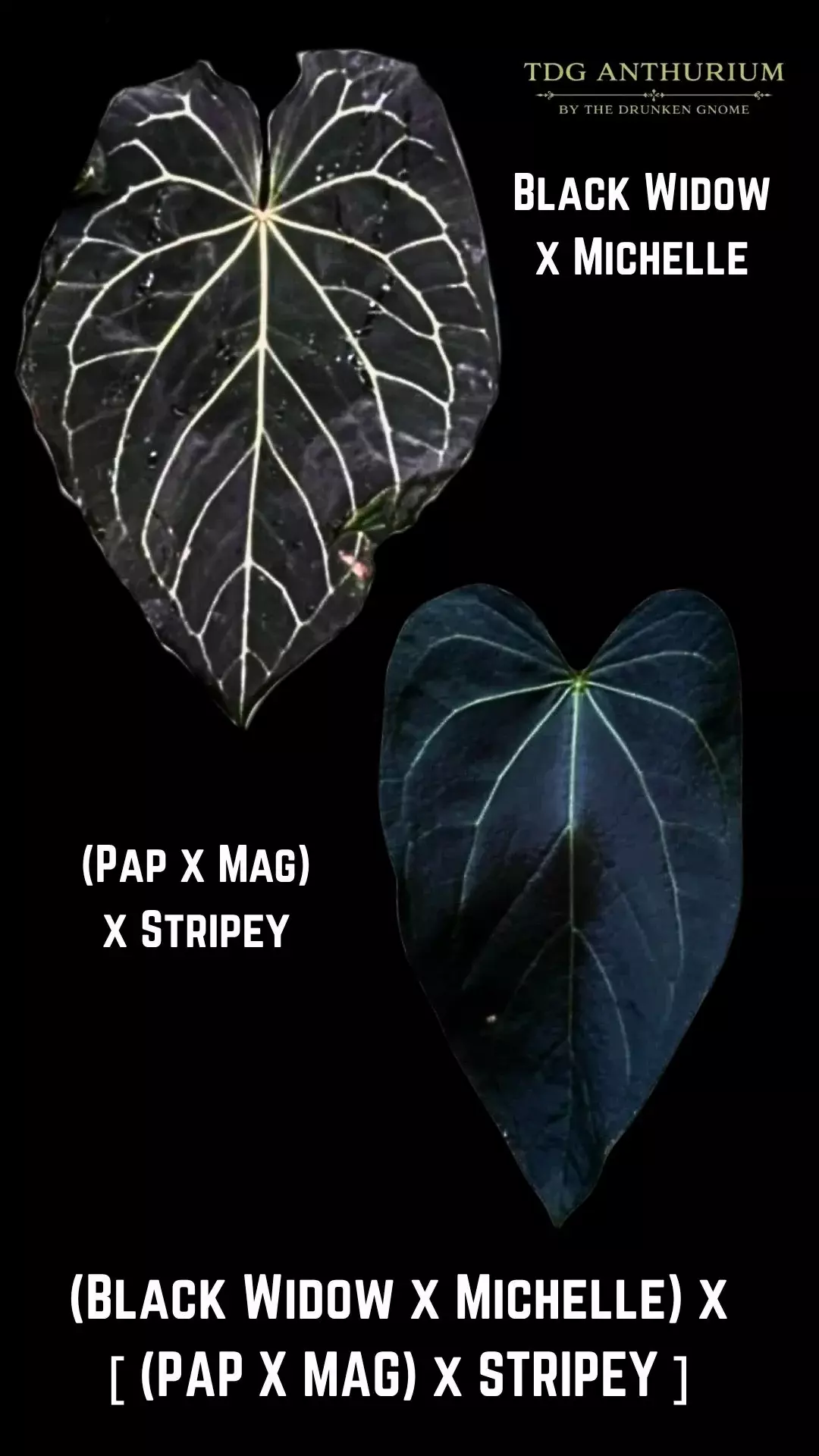 Seedling - (Black Widow x Michelle) x [(Pap x Mag) x Stripey] Anthurium thumbnail
