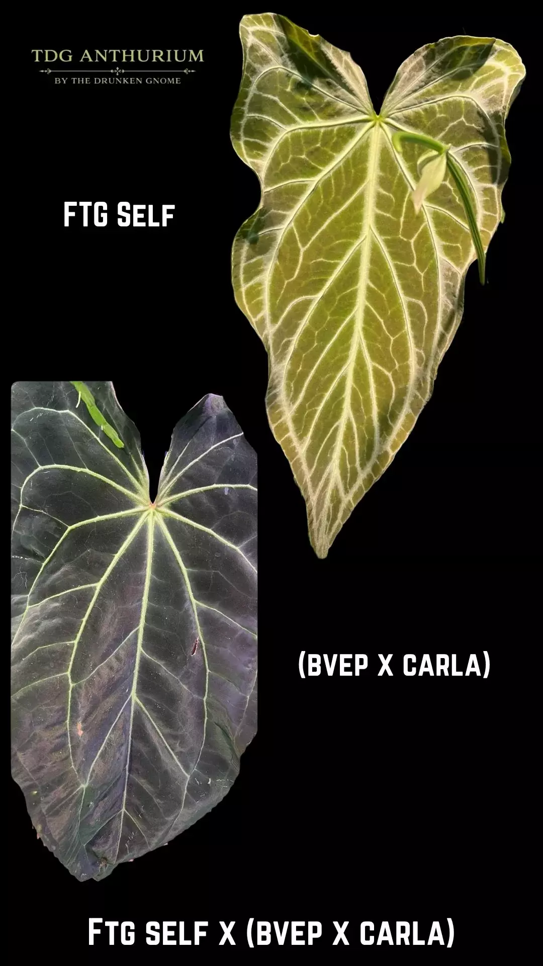 Seedling - FTG Self x (BVEP x Carla) Anthurium thumbnail