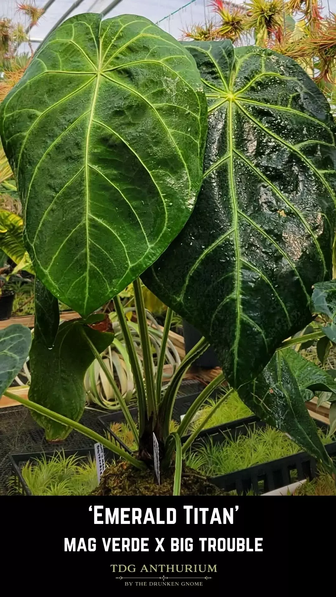 Seedling - Emerald Titan Self (Mag Verde x Big Trouble) Dark Anthurium thumbnail