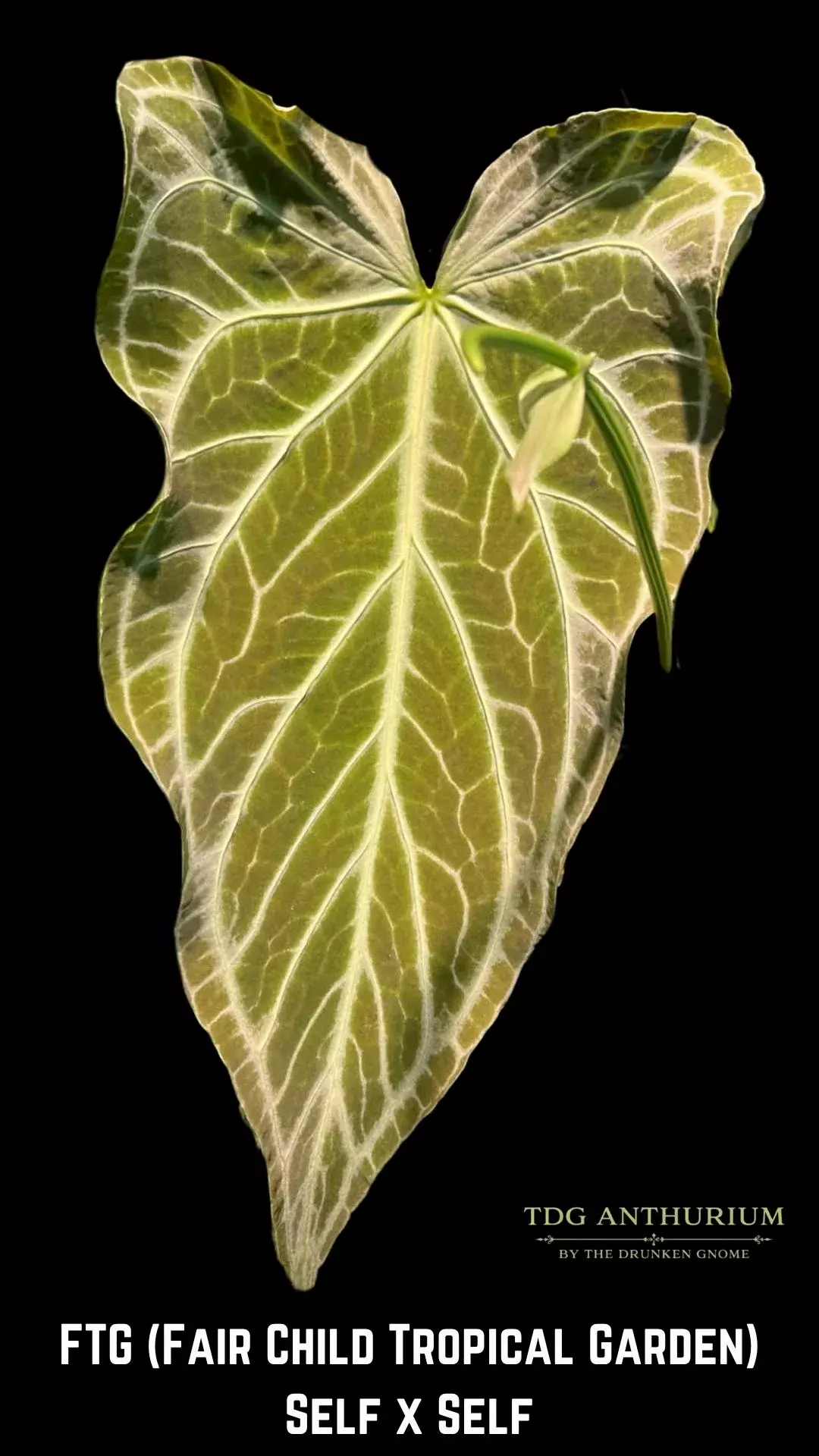 Seedling - FTG Self x Self Fairchild Tropical Garden Anthurium  thumbnail