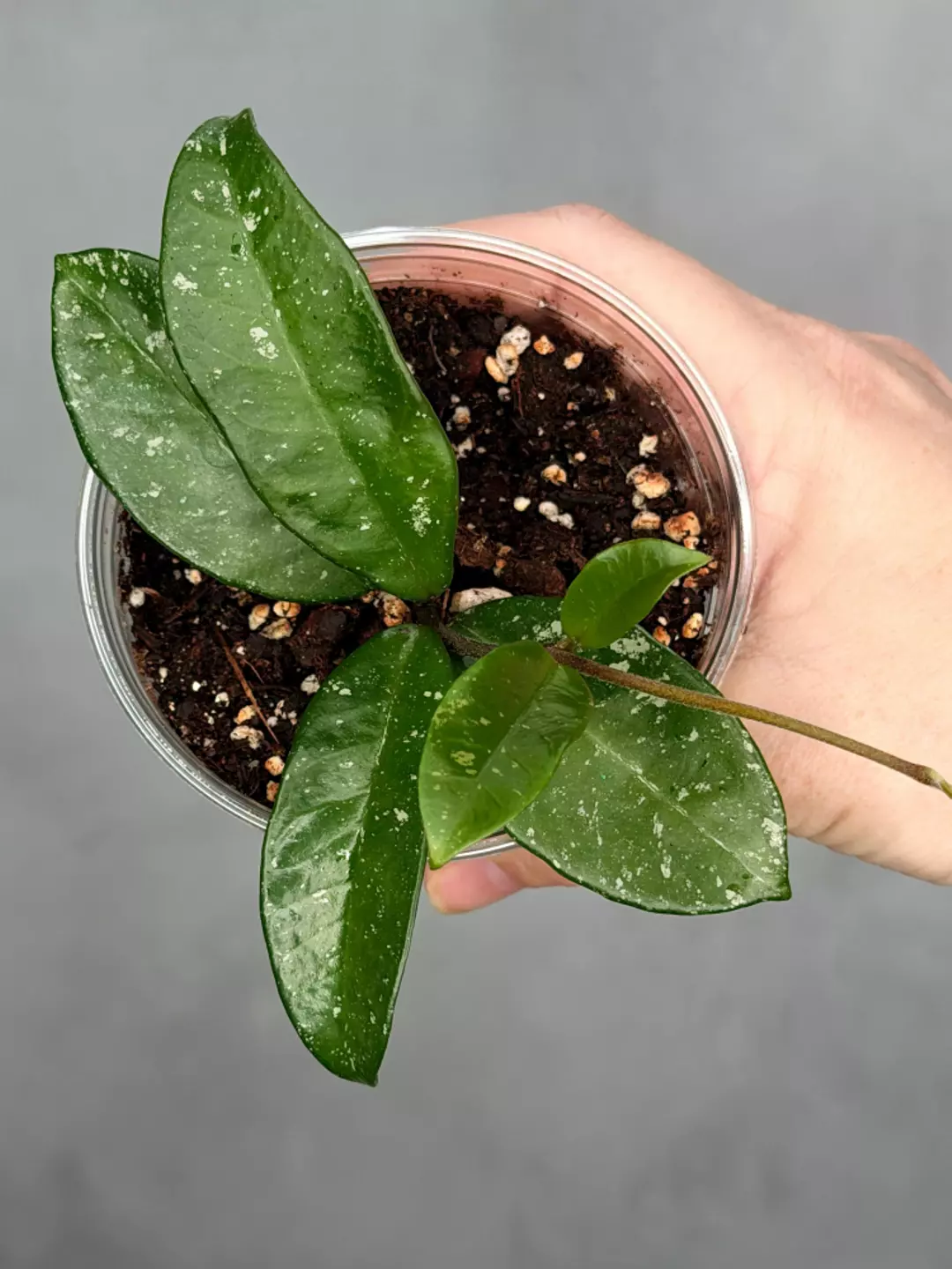 Hoya 'Heidi' thumbnail