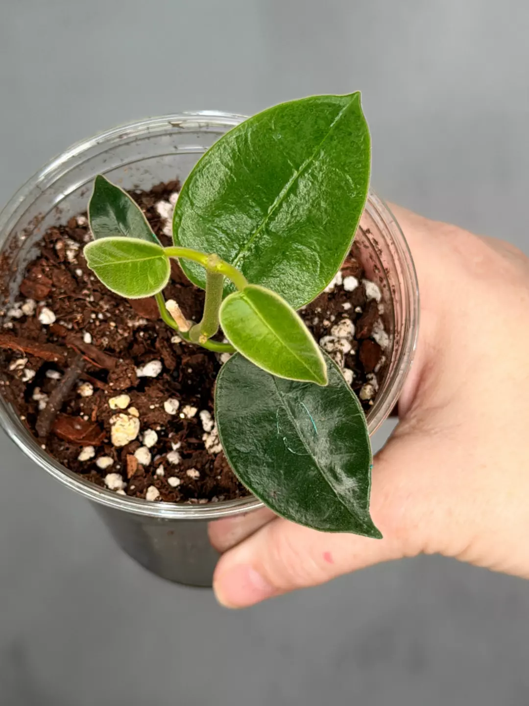 Hoya madulidii thumbnail