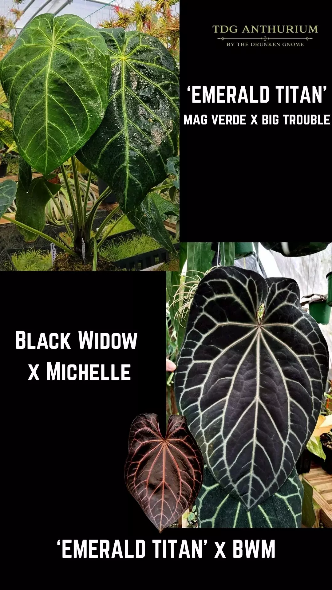 Seedling - Emerald Titan x (Black Widow x Michelle) Anthurium thumbnail