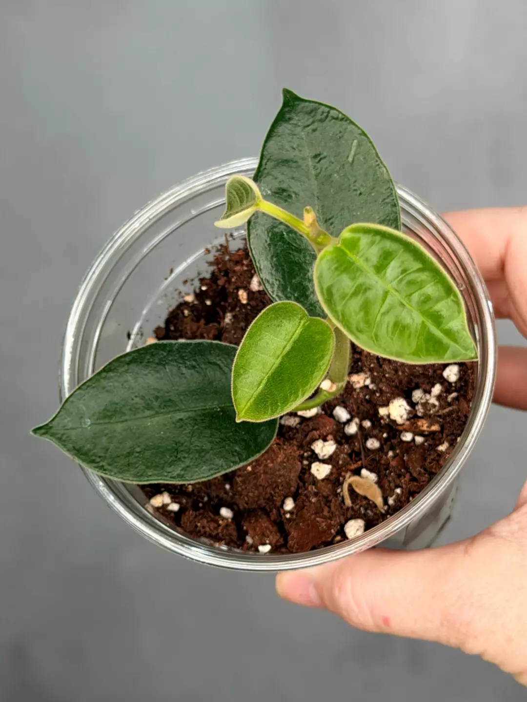 Hoya madulidii thumbnail