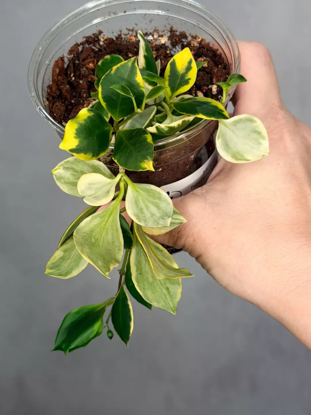 Hoya heuschkeliana (outer variegated) thumbnail