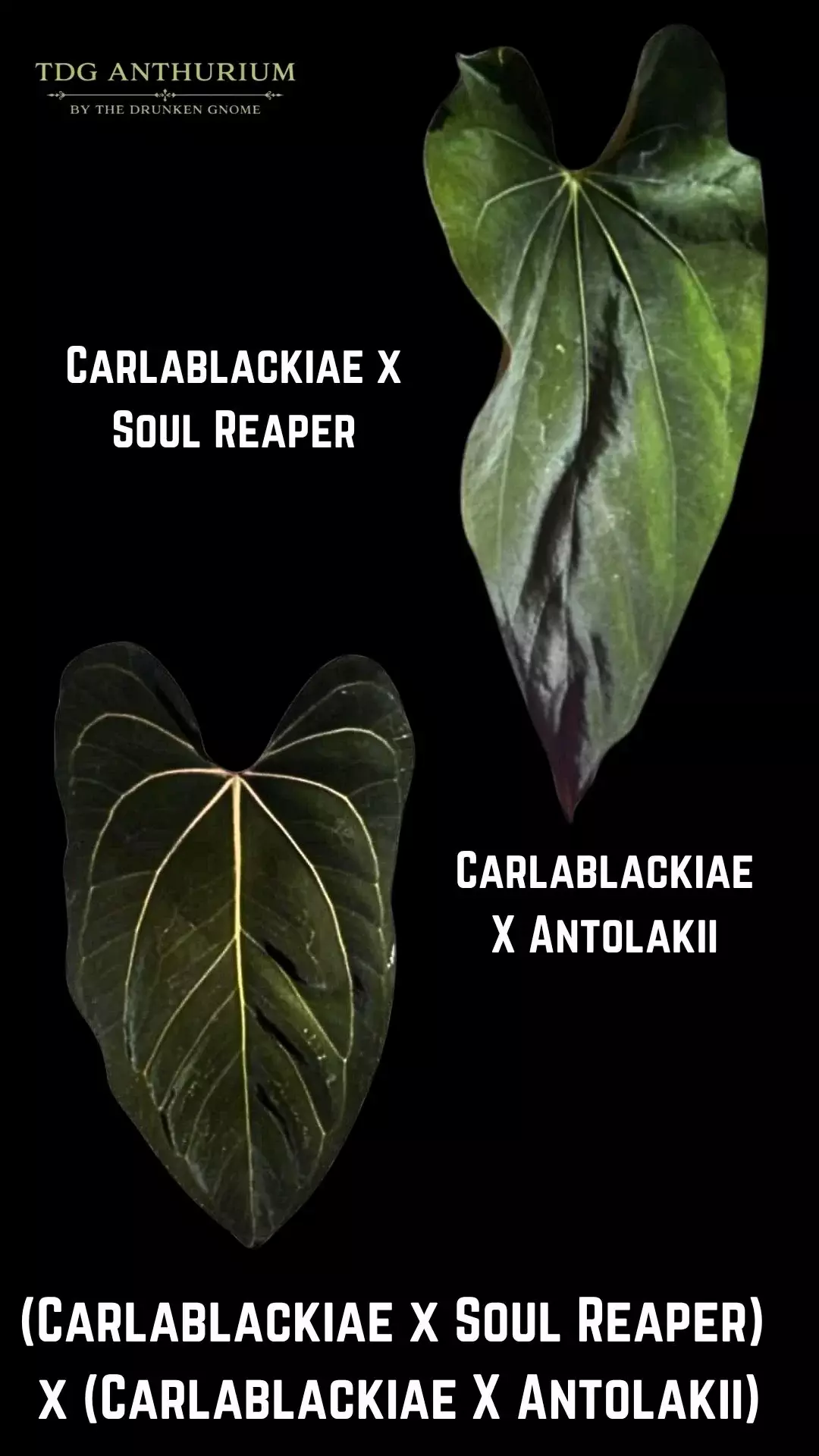 Seedling - (Carla x Soul Reaper) x (Carla x Antolakii) Anthurium thumbnail