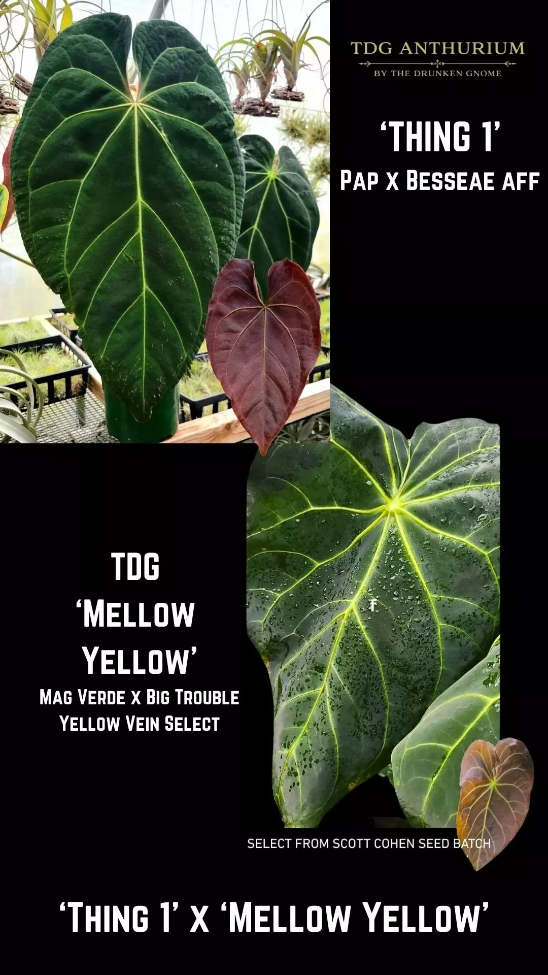 Thing 1 x Mellow Yellow Anthurium thumbnail