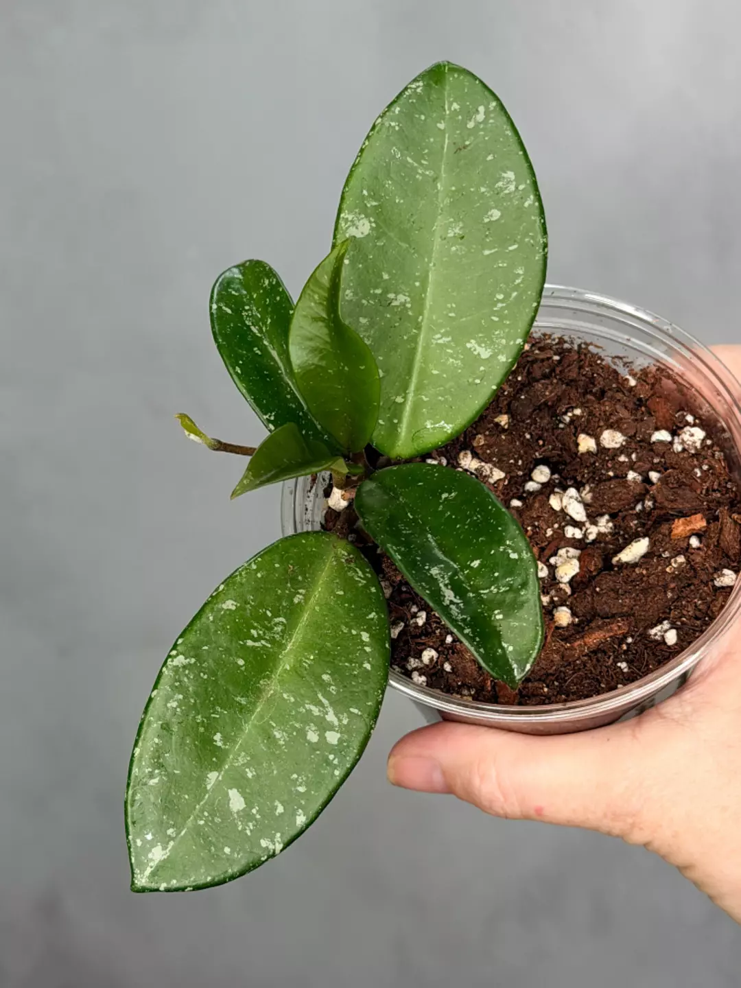 Hoya 'Heidi' thumbnail