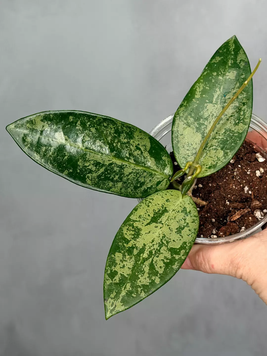 Hoya 'Rime' (splash) thumbnail