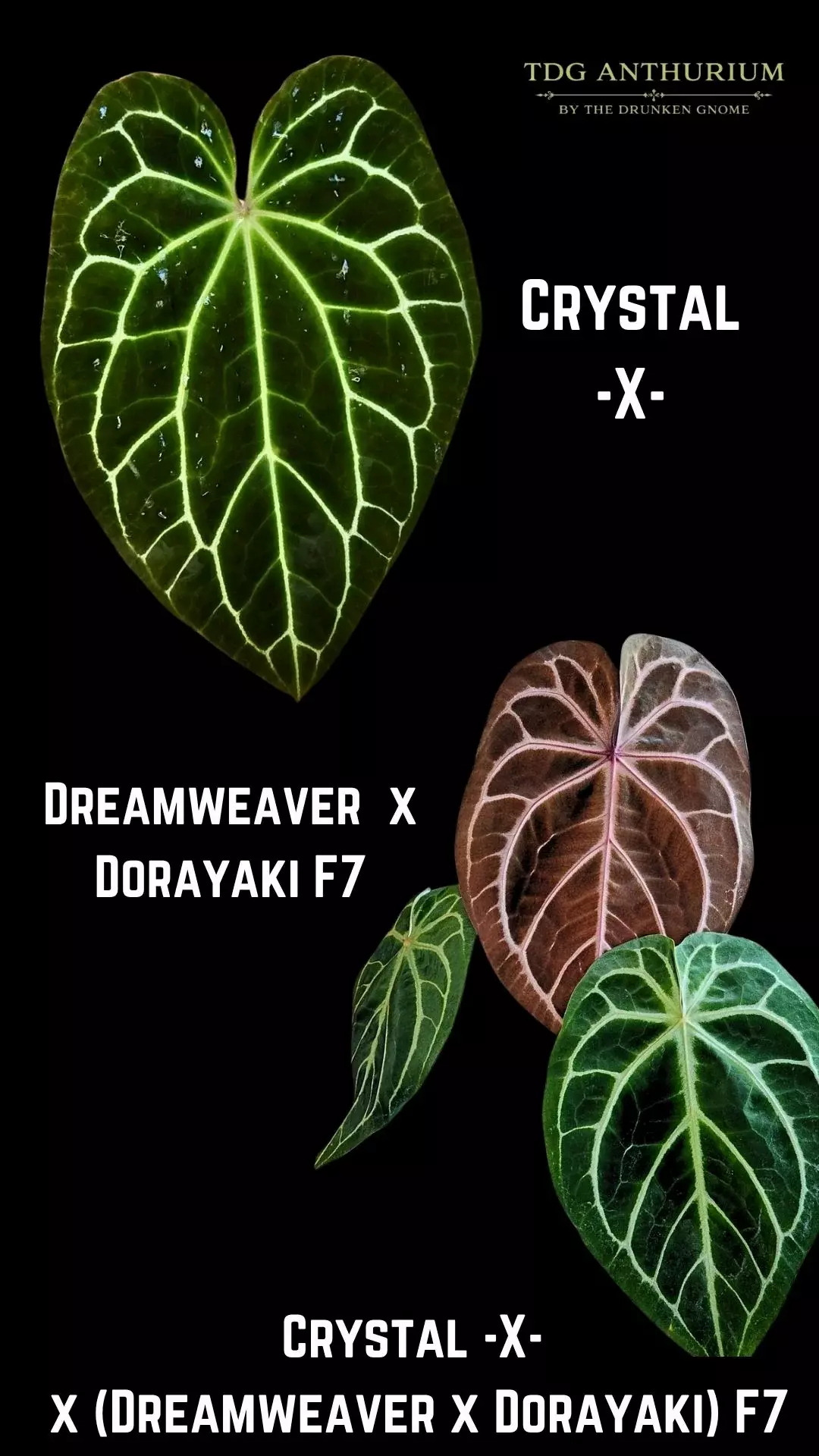 Seedling - Crystal -X- x (Dreamweaver x Dorayaki) F7 Anthurium thumbnail
