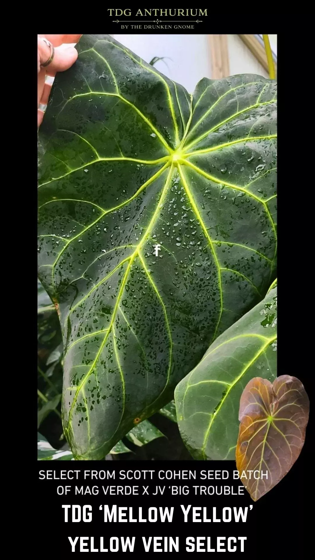 Seedling - Mellow Yellow Self (Mag Verde x Big Trouble) Yellow Vein Anthurium thumbnail