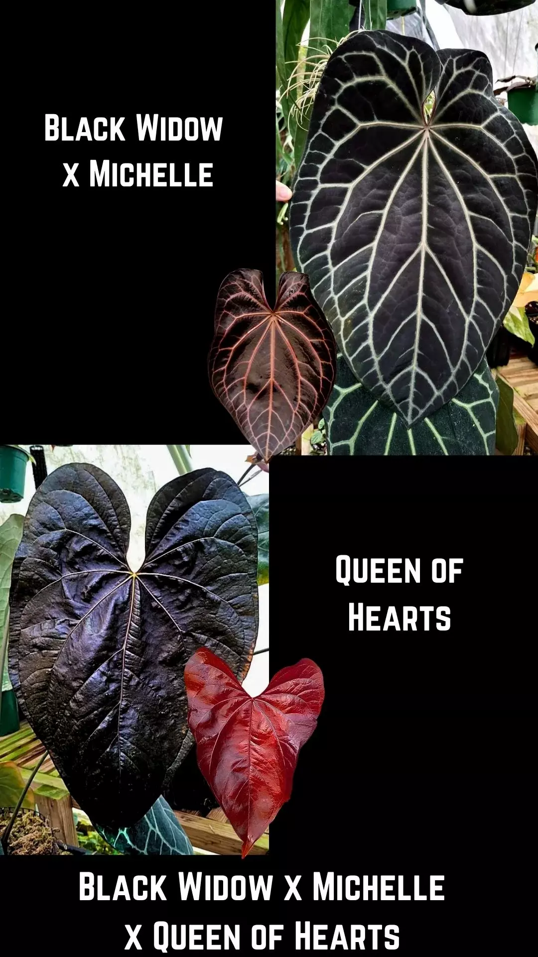 Seedling - (Black Widow x Michelle) x Queen of Hearts Anthurium thumbnail