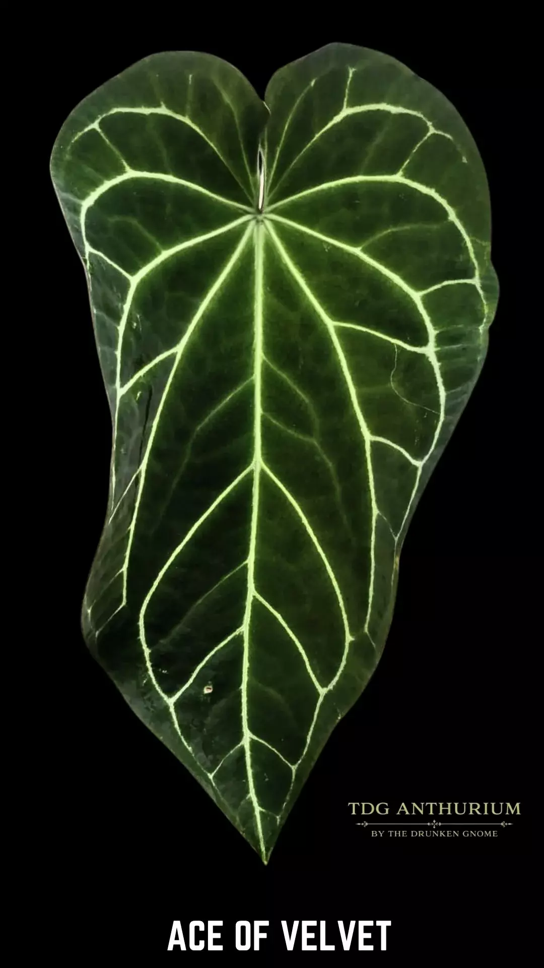 Seedling - Ace of Velvet Self Anthurium thumbnail