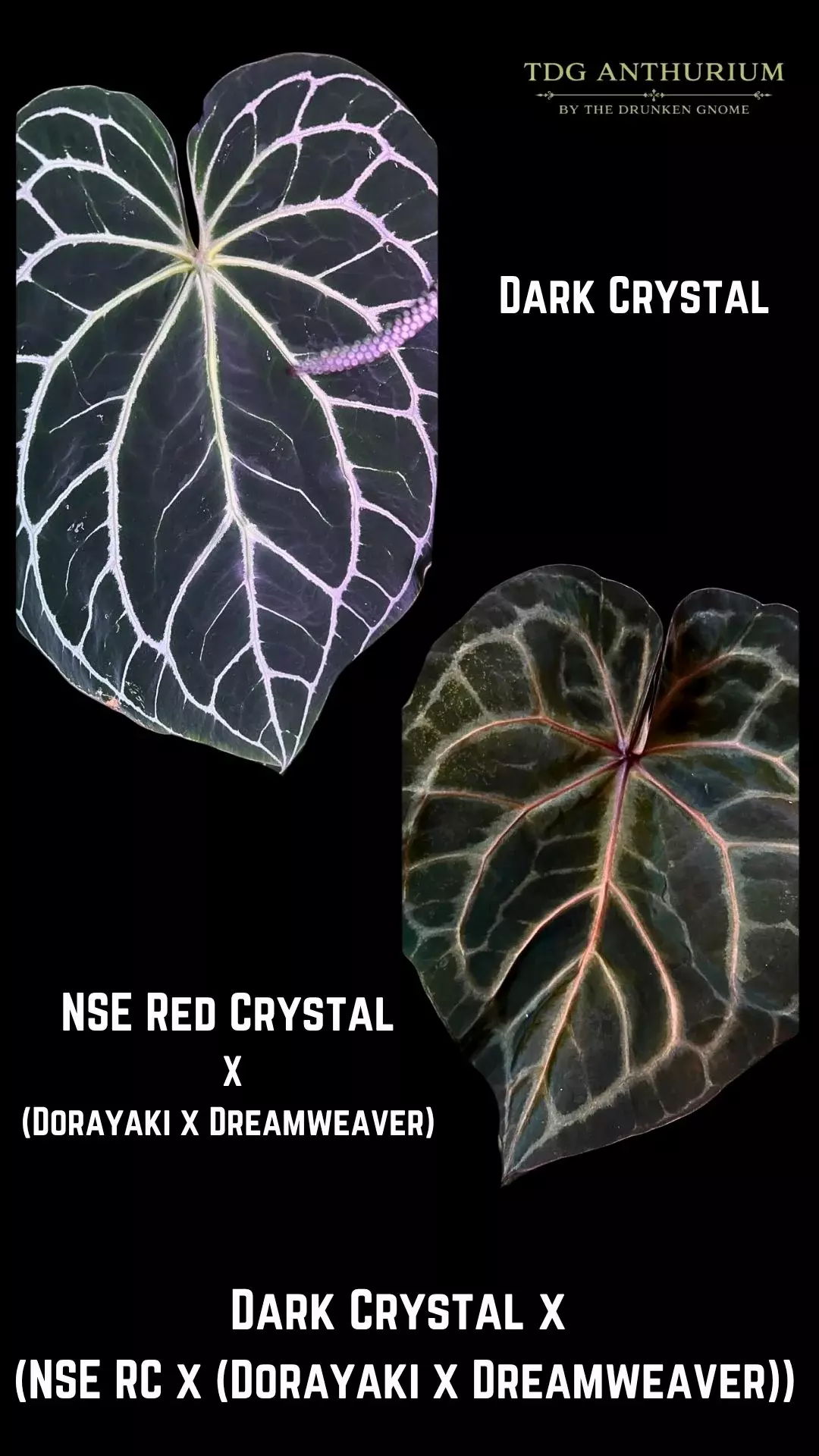 Seedling - Dark Crystal x [NSE Red Crystal x (Dorayaki x Dreamweaver)] Anthurium thumbnail
