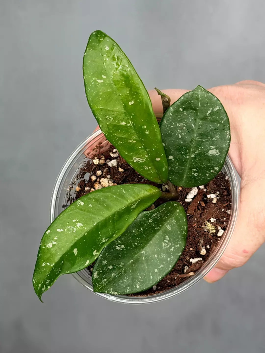 Hoya 'Heidi' thumbnail