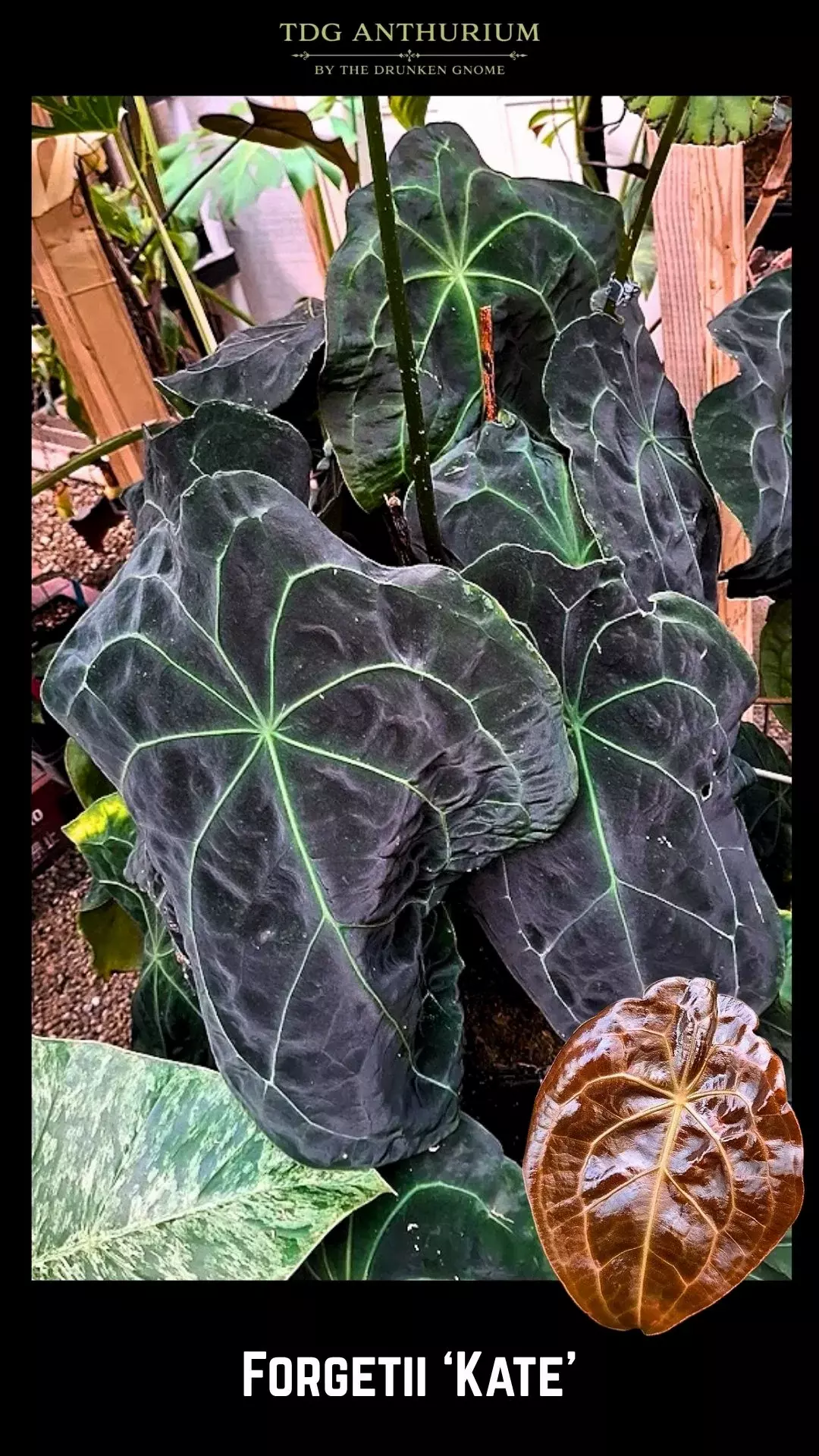 Seedling - Forgetii 'Kate' Anthurium thumbnail