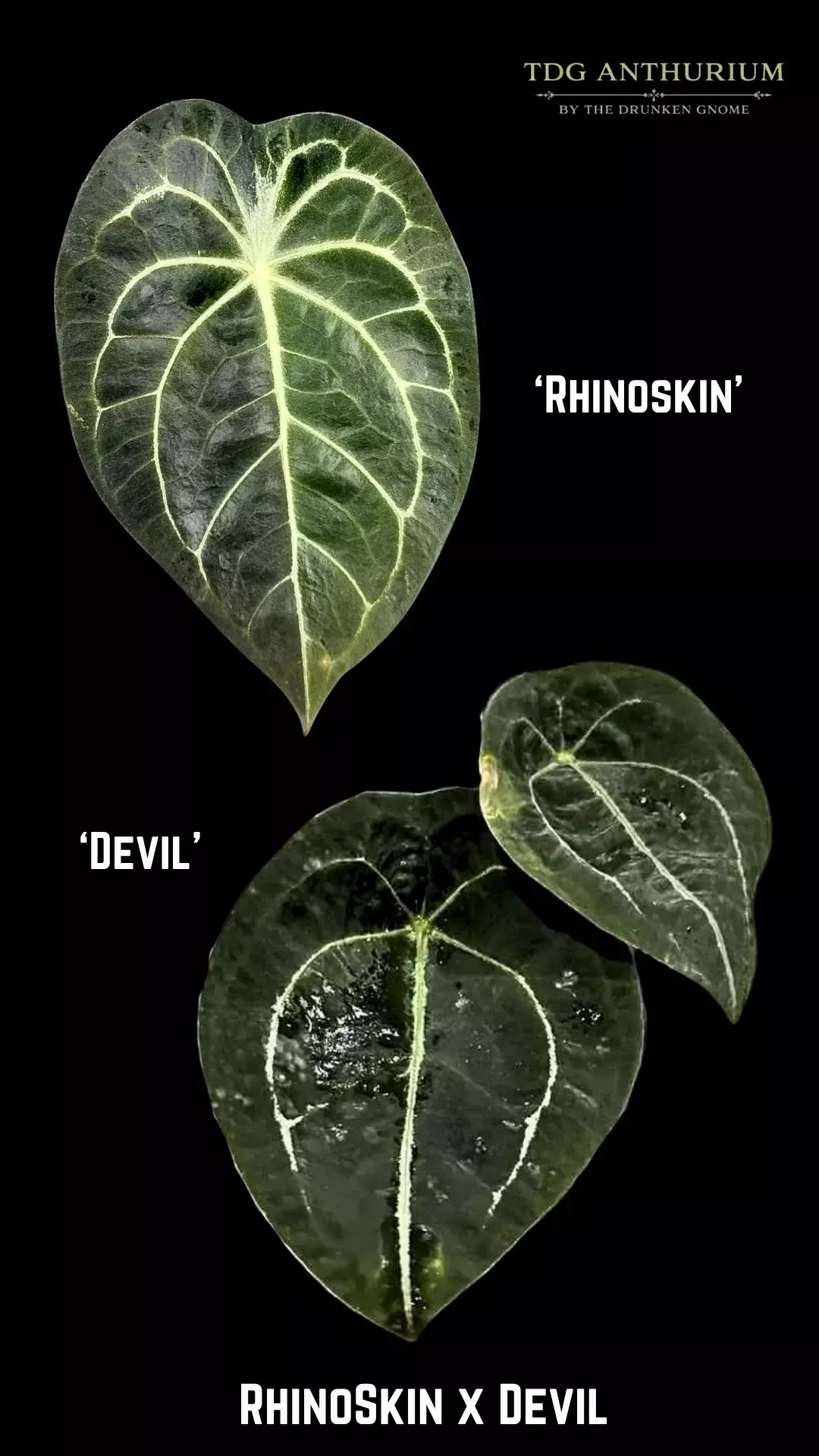 Rhino Skin x Devil Anthurium thumbnail