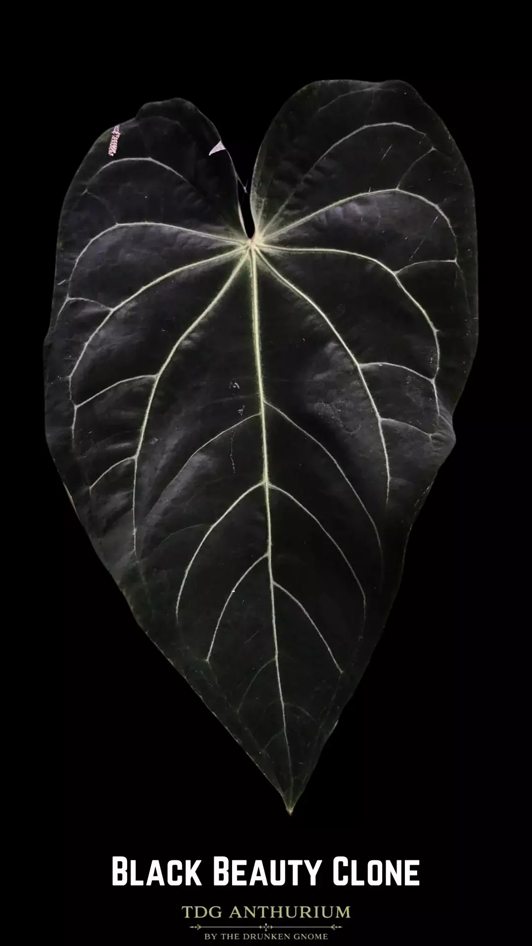Seedling - Black Beauty Clone x Open (Likely Self) Anthurium thumbnail