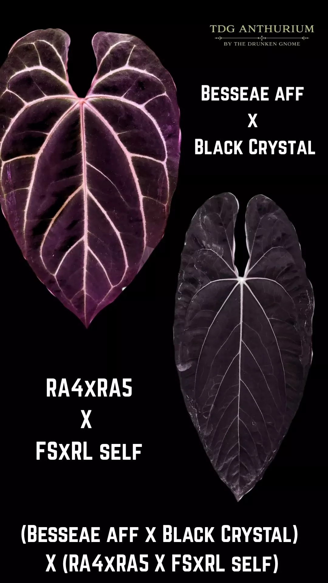 Seedling - (Besseae aff x Black Crystal)  X (RA4xRA5 X FSxRL self) Anthurium thumbnail